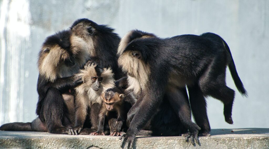 What is a Group of Monkeys called?