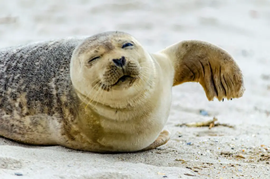 What is a Group of Seals called?