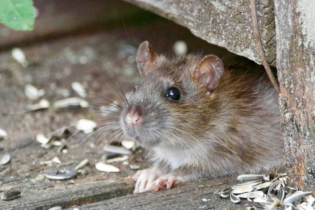 What kills rats without leaving a smell?