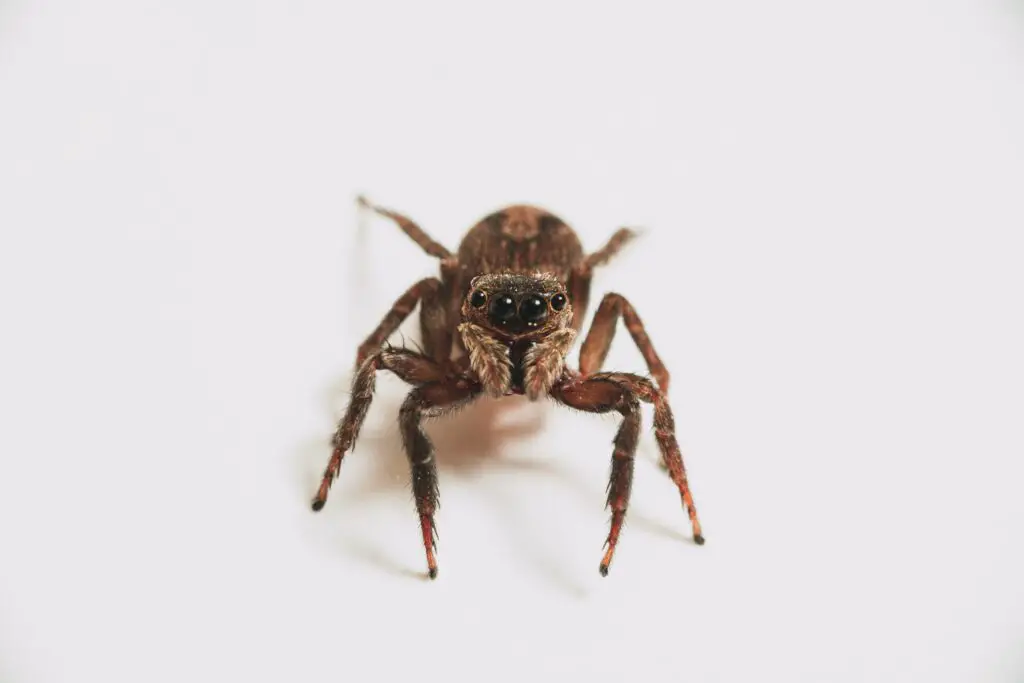 Can a Wolf Spider hurt a Dog?