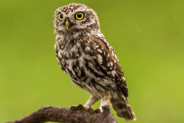 What happens if you hear an owl at night?